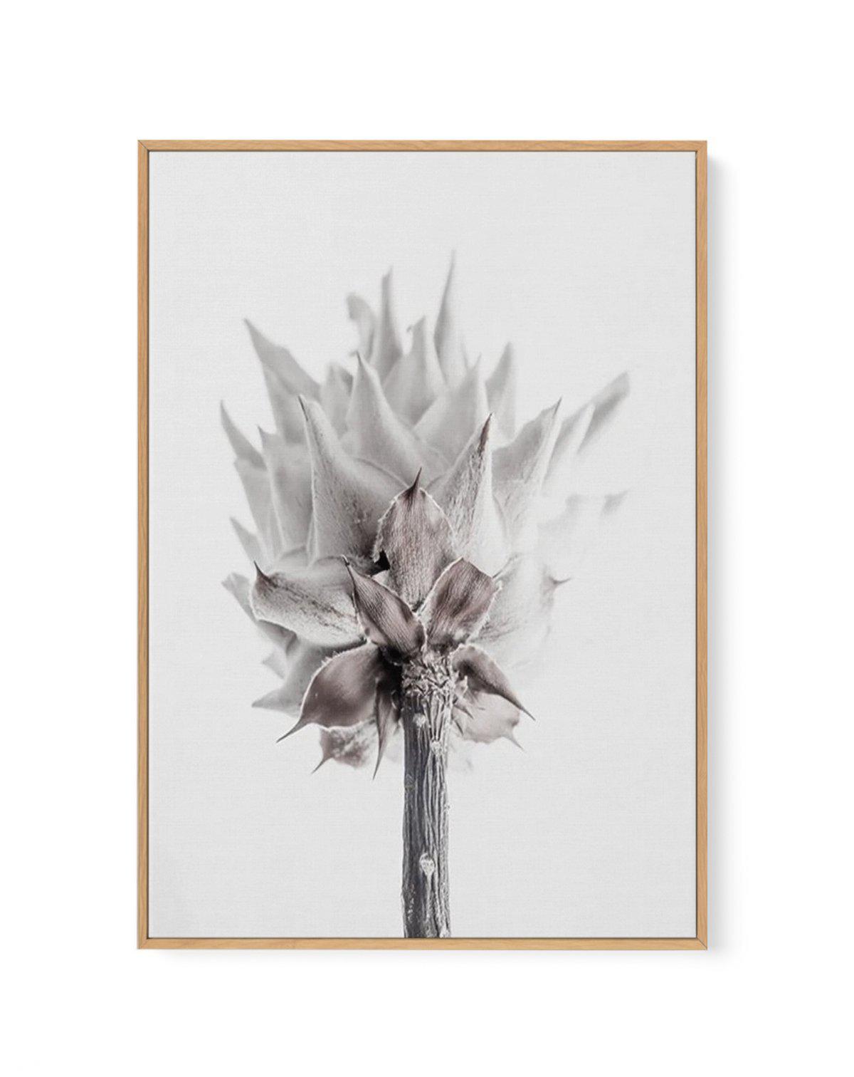 Fleur Vieille | King Protea | Framed Canvas-CANVAS-You can shop wall art online with Olive et Oriel for everything from abstract art to fun kids wall art. Our beautiful modern art prints and canvas art are available from large canvas prints to wall art paintings and our proudly Australian artwork collection offers only the highest quality framed large wall art and canvas art Australia - You can buy fashion photography prints or Hampton print posters and paintings on canvas from Olive et Oriel an