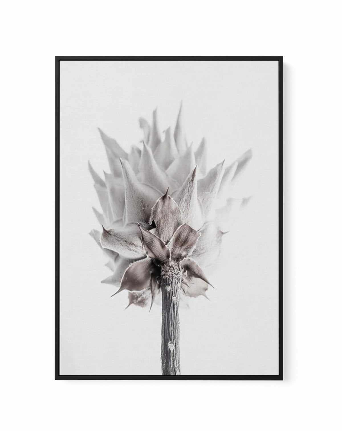 Fleur Vieille | King Protea | Framed Canvas-CANVAS-You can shop wall art online with Olive et Oriel for everything from abstract art to fun kids wall art. Our beautiful modern art prints and canvas art are available from large canvas prints to wall art paintings and our proudly Australian artwork collection offers only the highest quality framed large wall art and canvas art Australia - You can buy fashion photography prints or Hampton print posters and paintings on canvas from Olive et Oriel an