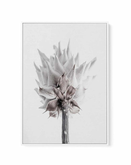 Fleur Vieille | King Protea | Framed Canvas-CANVAS-You can shop wall art online with Olive et Oriel for everything from abstract art to fun kids wall art. Our beautiful modern art prints and canvas art are available from large canvas prints to wall art paintings and our proudly Australian artwork collection offers only the highest quality framed large wall art and canvas art Australia - You can buy fashion photography prints or Hampton print posters and paintings on canvas from Olive et Oriel an