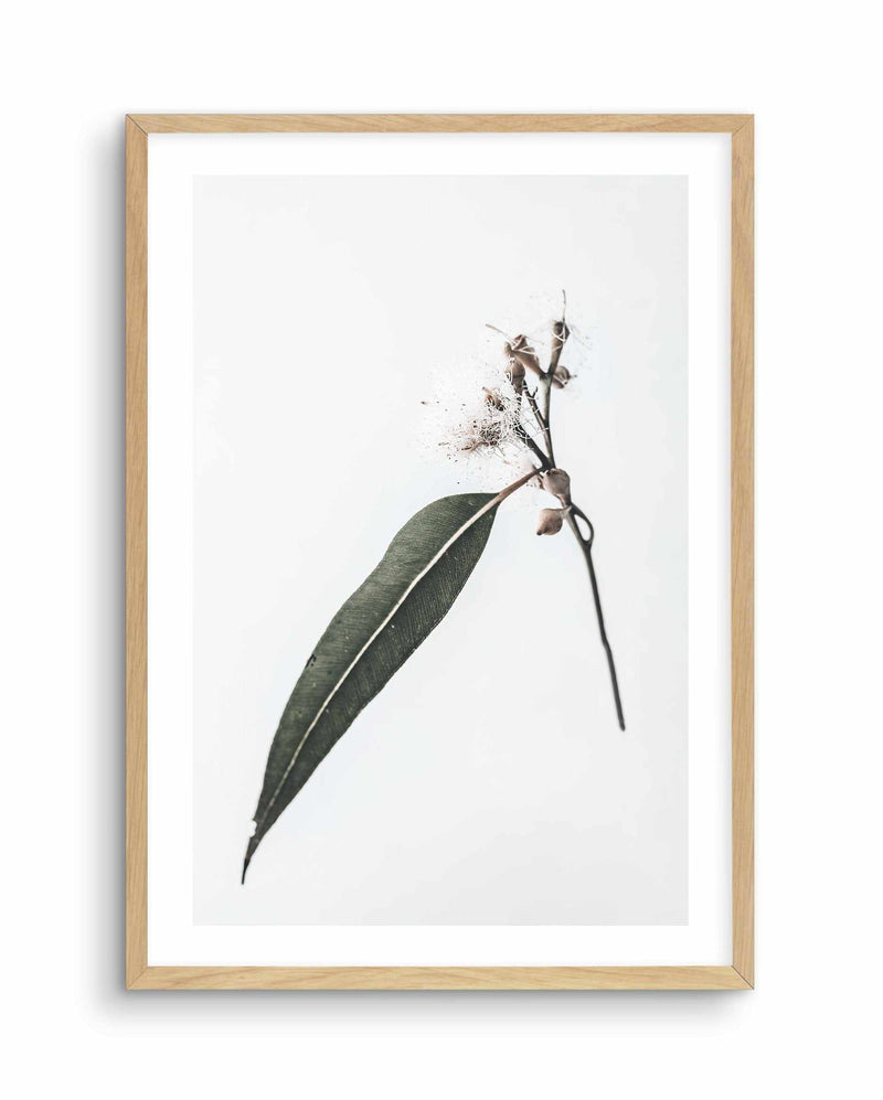 Floating Gum Art Print-PRINT-Olive et Oriel-Olive et Oriel-A4 | 8.3" x 11.7" | 21 x 29.7cm-Oak-With White Border-Buy-Australian-Art-Prints-Online-with-Olive-et-Oriel-Your-Artwork-Specialists-Austrailia-Decorate-With-Coastal-Photo-Wall-Art-Prints-From-Our-Beach-House-Artwork-Collection-Fine-Poster-and-Framed-Artwork