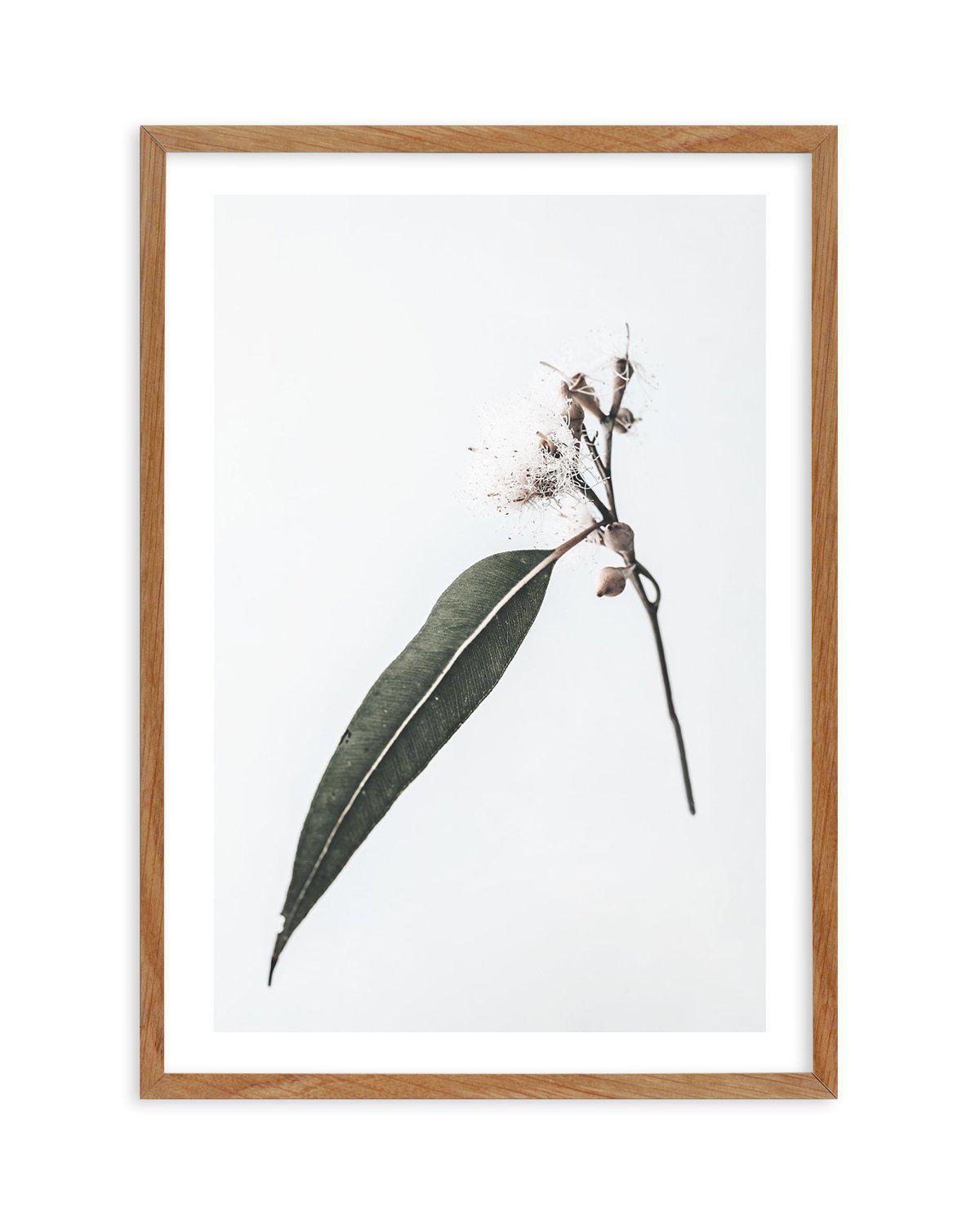 Floating Gum Art Print-PRINT-Olive et Oriel-Olive et Oriel-50x70 cm | 19.6" x 27.5"-Walnut-With White Border-Buy-Australian-Art-Prints-Online-with-Olive-et-Oriel-Your-Artwork-Specialists-Austrailia-Decorate-With-Coastal-Photo-Wall-Art-Prints-From-Our-Beach-House-Artwork-Collection-Fine-Poster-and-Framed-Artwork