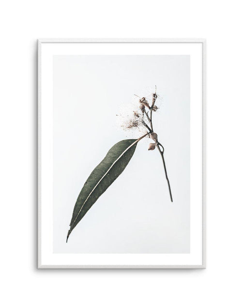 Floating Gum Art Print-PRINT-Olive et Oriel-Olive et Oriel-A4 | 8.3" x 11.7" | 21 x 29.7cm-Unframed Art Print-With White Border-Buy-Australian-Art-Prints-Online-with-Olive-et-Oriel-Your-Artwork-Specialists-Austrailia-Decorate-With-Coastal-Photo-Wall-Art-Prints-From-Our-Beach-House-Artwork-Collection-Fine-Poster-and-Framed-Artwork