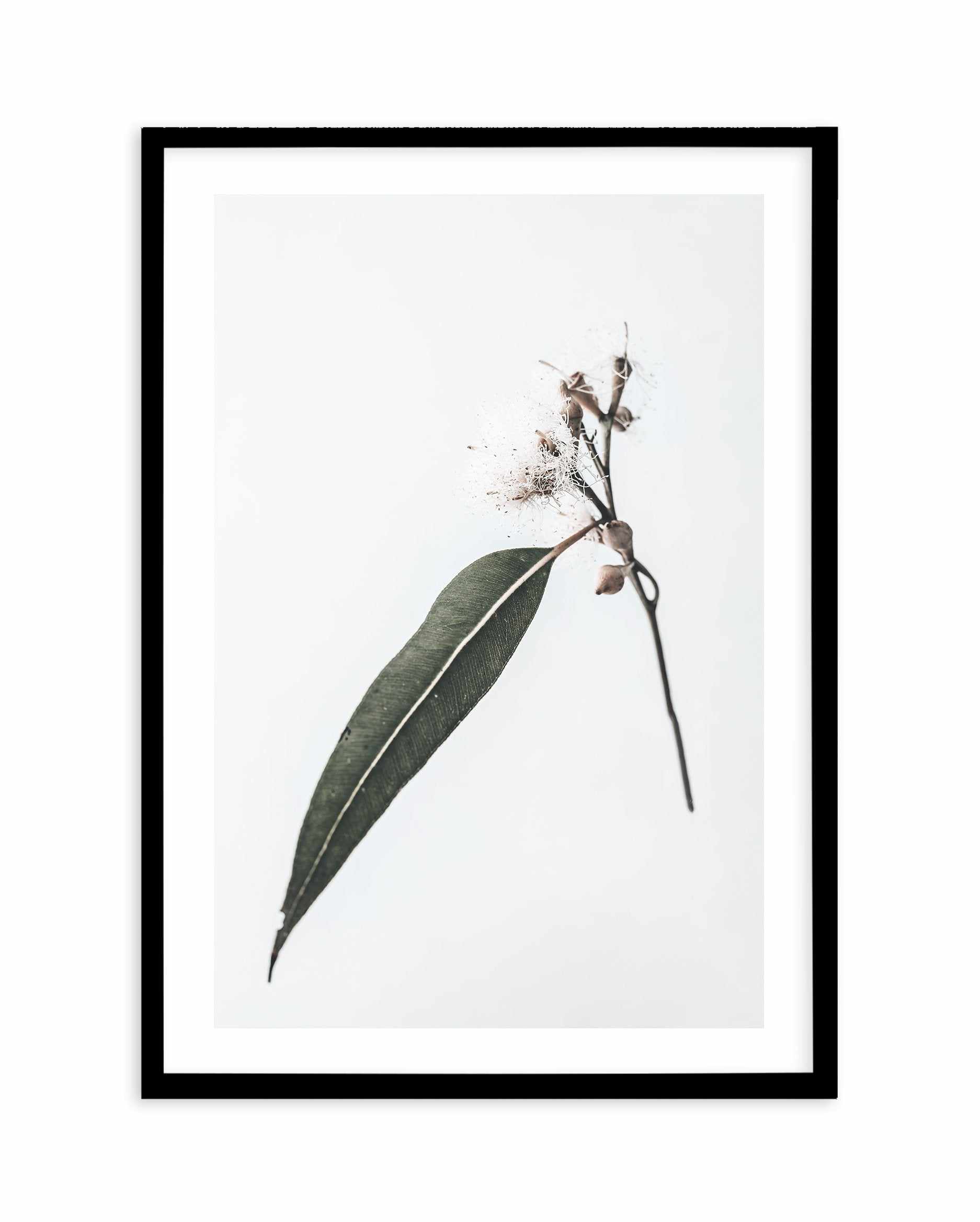 Floating Gum Art Print-PRINT-Olive et Oriel-Olive et Oriel-A4 | 8.3" x 11.7" | 21 x 29.7cm-Black-With White Border-Buy-Australian-Art-Prints-Online-with-Olive-et-Oriel-Your-Artwork-Specialists-Austrailia-Decorate-With-Coastal-Photo-Wall-Art-Prints-From-Our-Beach-House-Artwork-Collection-Fine-Poster-and-Framed-Artwork