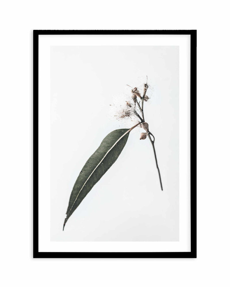 Floating Gum Art Print-PRINT-Olive et Oriel-Olive et Oriel-A4 | 8.3" x 11.7" | 21 x 29.7cm-Black-With White Border-Buy-Australian-Art-Prints-Online-with-Olive-et-Oriel-Your-Artwork-Specialists-Austrailia-Decorate-With-Coastal-Photo-Wall-Art-Prints-From-Our-Beach-House-Artwork-Collection-Fine-Poster-and-Framed-Artwork