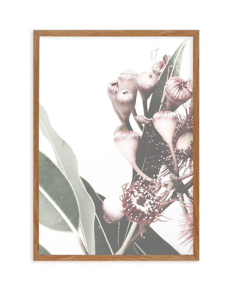 Flowering Gum I Art Print-PRINT-Olive et Oriel-Olive et Oriel-50x70 cm | 19.6" x 27.5"-Walnut-With White Border-Buy-Australian-Art-Prints-Online-with-Olive-et-Oriel-Your-Artwork-Specialists-Austrailia-Decorate-With-Coastal-Photo-Wall-Art-Prints-From-Our-Beach-House-Artwork-Collection-Fine-Poster-and-Framed-Artwork