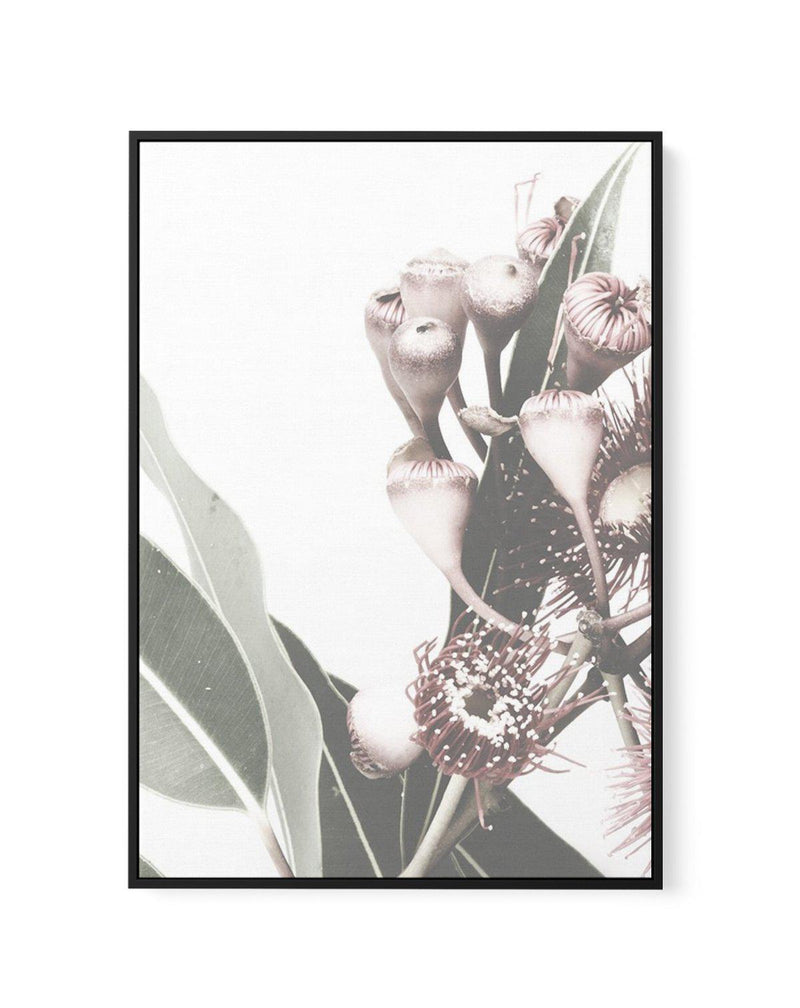 Flowering Gum I | Framed Canvas-CANVAS-You can shop wall art online with Olive et Oriel for everything from abstract art to fun kids wall art. Our beautiful modern art prints and canvas art are available from large canvas prints to wall art paintings and our proudly Australian artwork collection offers only the highest quality framed large wall art and canvas art Australia - You can buy fashion photography prints or Hampton print posters and paintings on canvas from Olive et Oriel and have them 