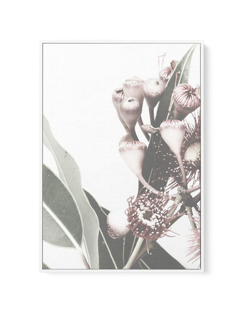 Flowering Gum I | Framed Canvas-CANVAS-You can shop wall art online with Olive et Oriel for everything from abstract art to fun kids wall art. Our beautiful modern art prints and canvas art are available from large canvas prints to wall art paintings and our proudly Australian artwork collection offers only the highest quality framed large wall art and canvas art Australia - You can buy fashion photography prints or Hampton print posters and paintings on canvas from Olive et Oriel and have them 