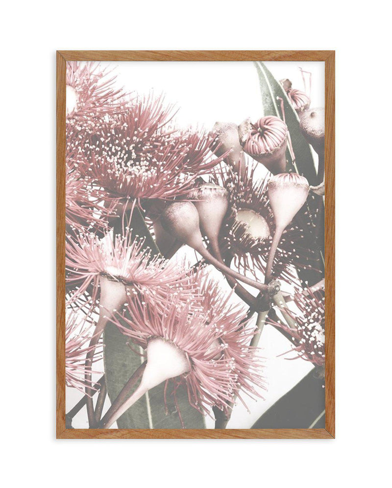 Flowering Gum II Art Print-PRINT-Olive et Oriel-Olive et Oriel-50x70 cm | 19.6" x 27.5"-Walnut-With White Border-Buy-Australian-Art-Prints-Online-with-Olive-et-Oriel-Your-Artwork-Specialists-Austrailia-Decorate-With-Coastal-Photo-Wall-Art-Prints-From-Our-Beach-House-Artwork-Collection-Fine-Poster-and-Framed-Artwork