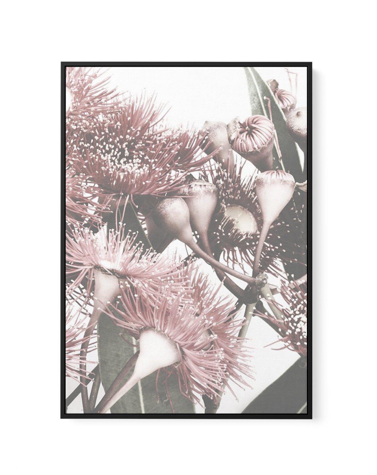 Flowering Gum II | Framed Canvas-CANVAS-You can shop wall art online with Olive et Oriel for everything from abstract art to fun kids wall art. Our beautiful modern art prints and canvas art are available from large canvas prints to wall art paintings and our proudly Australian artwork collection offers only the highest quality framed large wall art and canvas art Australia - You can buy fashion photography prints or Hampton print posters and paintings on canvas from Olive et Oriel and have them