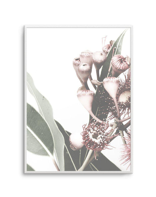 Flowering Gum I Art Print-PRINT-Olive et Oriel-Olive et Oriel-A4 | 8.3" x 11.7" | 21 x 29.7cm-Unframed Art Print-With White Border-Buy-Australian-Art-Prints-Online-with-Olive-et-Oriel-Your-Artwork-Specialists-Austrailia-Decorate-With-Coastal-Photo-Wall-Art-Prints-From-Our-Beach-House-Artwork-Collection-Fine-Poster-and-Framed-Artwork