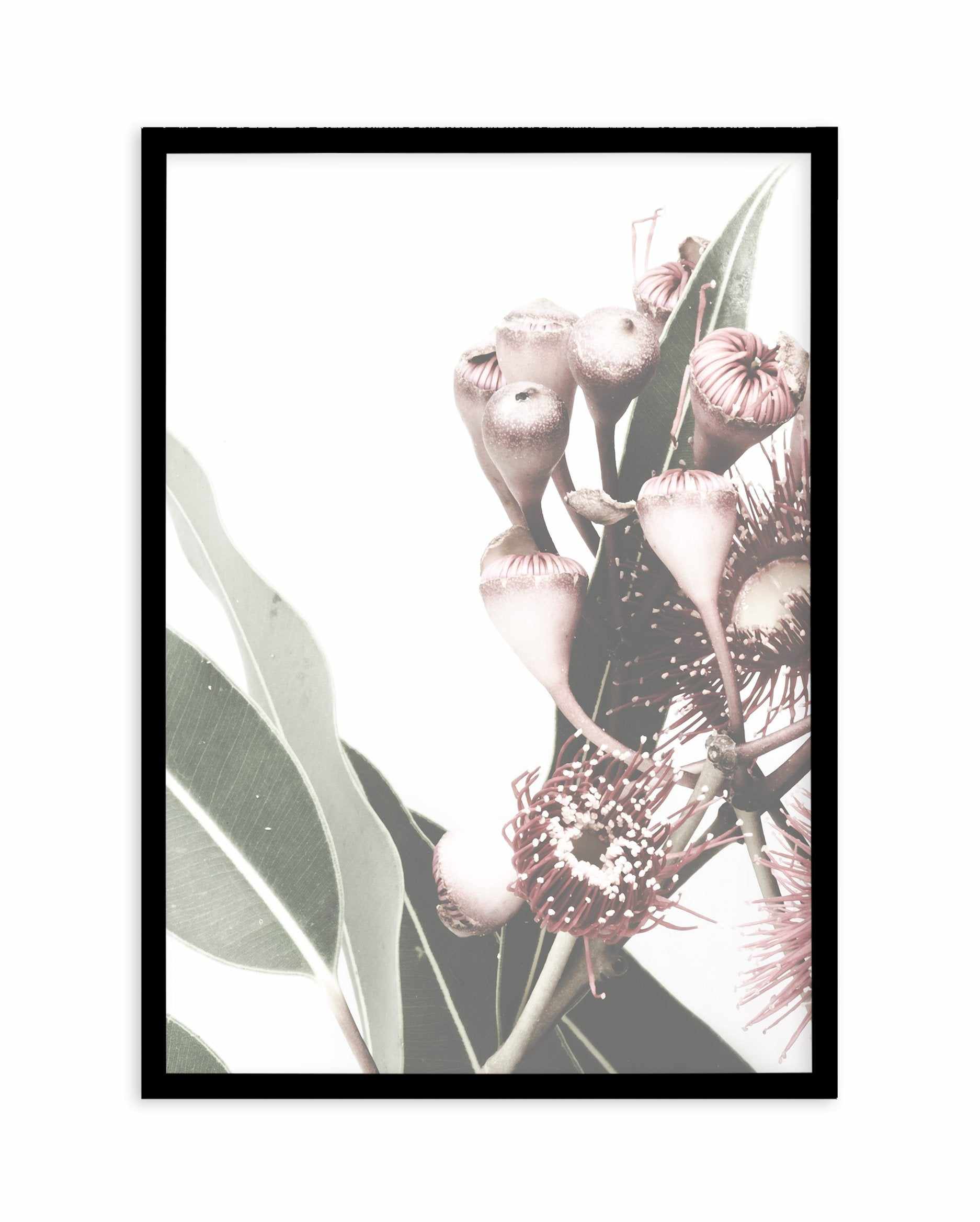 Flowering Gum I Art Print-PRINT-Olive et Oriel-Olive et Oriel-A4 | 8.3" x 11.7" | 21 x 29.7cm-Black-With White Border-Buy-Australian-Art-Prints-Online-with-Olive-et-Oriel-Your-Artwork-Specialists-Austrailia-Decorate-With-Coastal-Photo-Wall-Art-Prints-From-Our-Beach-House-Artwork-Collection-Fine-Poster-and-Framed-Artwork