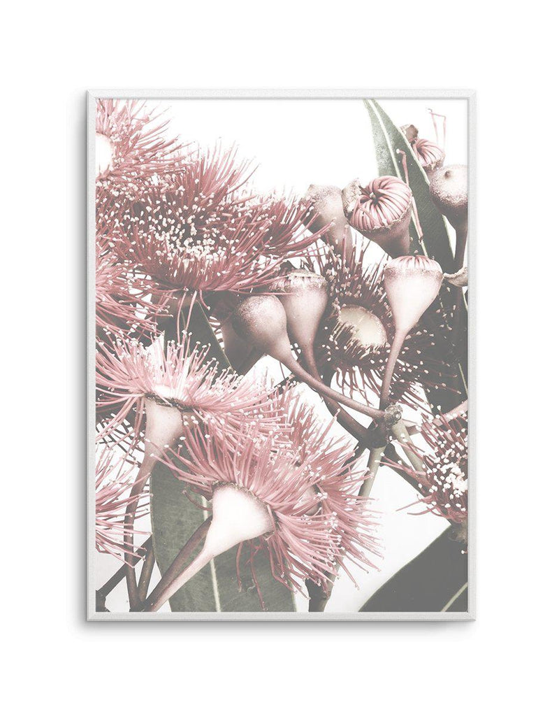 Flowering Gum II Art Print-PRINT-Olive et Oriel-Olive et Oriel-A4 | 8.3" x 11.7" | 21 x 29.7cm-Unframed Art Print-With White Border-Buy-Australian-Art-Prints-Online-with-Olive-et-Oriel-Your-Artwork-Specialists-Austrailia-Decorate-With-Coastal-Photo-Wall-Art-Prints-From-Our-Beach-House-Artwork-Collection-Fine-Poster-and-Framed-Artwork