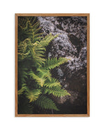 Forest Fern I Art Print-PRINT-Olive et Oriel-Olive et Oriel-50x70 cm | 19.6" x 27.5"-Walnut-With White Border-Buy-Australian-Art-Prints-Online-with-Olive-et-Oriel-Your-Artwork-Specialists-Austrailia-Decorate-With-Coastal-Photo-Wall-Art-Prints-From-Our-Beach-House-Artwork-Collection-Fine-Poster-and-Framed-Artwork