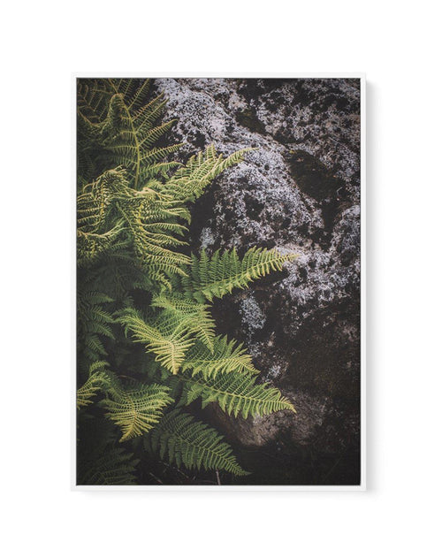 Forest Fern I | Framed Canvas-CANVAS-You can shop wall art online with Olive et Oriel for everything from abstract art to fun kids wall art. Our beautiful modern art prints and canvas art are available from large canvas prints to wall art paintings and our proudly Australian artwork collection offers only the highest quality framed large wall art and canvas art Australia - You can buy fashion photography prints or Hampton print posters and paintings on canvas from Olive et Oriel and have them de