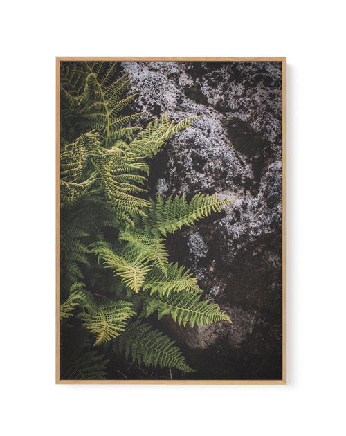 Forest Fern I | Framed Canvas-CANVAS-You can shop wall art online with Olive et Oriel for everything from abstract art to fun kids wall art. Our beautiful modern art prints and canvas art are available from large canvas prints to wall art paintings and our proudly Australian artwork collection offers only the highest quality framed large wall art and canvas art Australia - You can buy fashion photography prints or Hampton print posters and paintings on canvas from Olive et Oriel and have them de