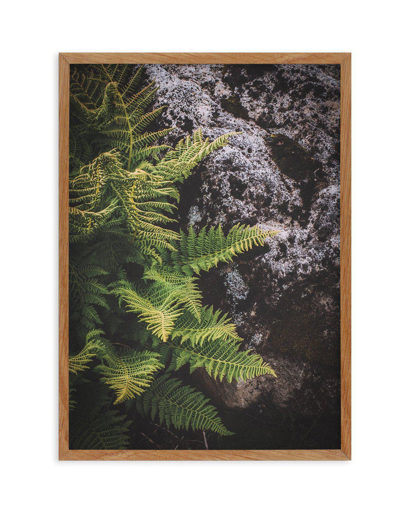 Forest Fern II Art Print-PRINT-Olive et Oriel-Olive et Oriel-50x70 cm | 19.6" x 27.5"-Walnut-With White Border-Buy-Australian-Art-Prints-Online-with-Olive-et-Oriel-Your-Artwork-Specialists-Austrailia-Decorate-With-Coastal-Photo-Wall-Art-Prints-From-Our-Beach-House-Artwork-Collection-Fine-Poster-and-Framed-Artwork