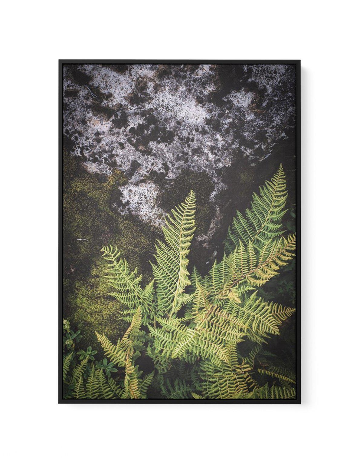 Forest Fern II | Framed Canvas-CANVAS-You can shop wall art online with Olive et Oriel for everything from abstract art to fun kids wall art. Our beautiful modern art prints and canvas art are available from large canvas prints to wall art paintings and our proudly Australian artwork collection offers only the highest quality framed large wall art and canvas art Australia - You can buy fashion photography prints or Hampton print posters and paintings on canvas from Olive et Oriel and have them d