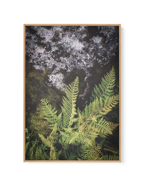 Forest Fern II | Framed Canvas-CANVAS-You can shop wall art online with Olive et Oriel for everything from abstract art to fun kids wall art. Our beautiful modern art prints and canvas art are available from large canvas prints to wall art paintings and our proudly Australian artwork collection offers only the highest quality framed large wall art and canvas art Australia - You can buy fashion photography prints or Hampton print posters and paintings on canvas from Olive et Oriel and have them d