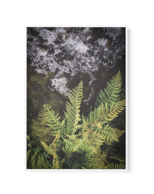 Forest Fern II | Framed Canvas-CANVAS-You can shop wall art online with Olive et Oriel for everything from abstract art to fun kids wall art. Our beautiful modern art prints and canvas art are available from large canvas prints to wall art paintings and our proudly Australian artwork collection offers only the highest quality framed large wall art and canvas art Australia - You can buy fashion photography prints or Hampton print posters and paintings on canvas from Olive et Oriel and have them d