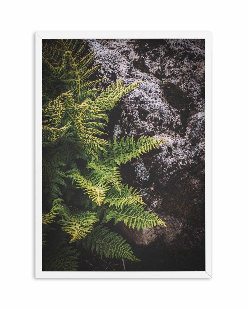Forest Fern I Art Print-PRINT-Olive et Oriel-Olive et Oriel-A5 | 5.8" x 8.3" | 14.8 x 21cm-White-With White Border-Buy-Australian-Art-Prints-Online-with-Olive-et-Oriel-Your-Artwork-Specialists-Austrailia-Decorate-With-Coastal-Photo-Wall-Art-Prints-From-Our-Beach-House-Artwork-Collection-Fine-Poster-and-Framed-Artwork