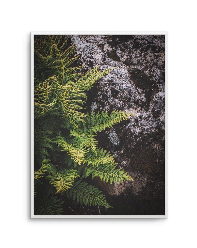 Forest Fern I Art Print-PRINT-Olive et Oriel-Olive et Oriel-A5 | 5.8" x 8.3" | 14.8 x 21cm-Unframed Art Print-With White Border-Buy-Australian-Art-Prints-Online-with-Olive-et-Oriel-Your-Artwork-Specialists-Austrailia-Decorate-With-Coastal-Photo-Wall-Art-Prints-From-Our-Beach-House-Artwork-Collection-Fine-Poster-and-Framed-Artwork