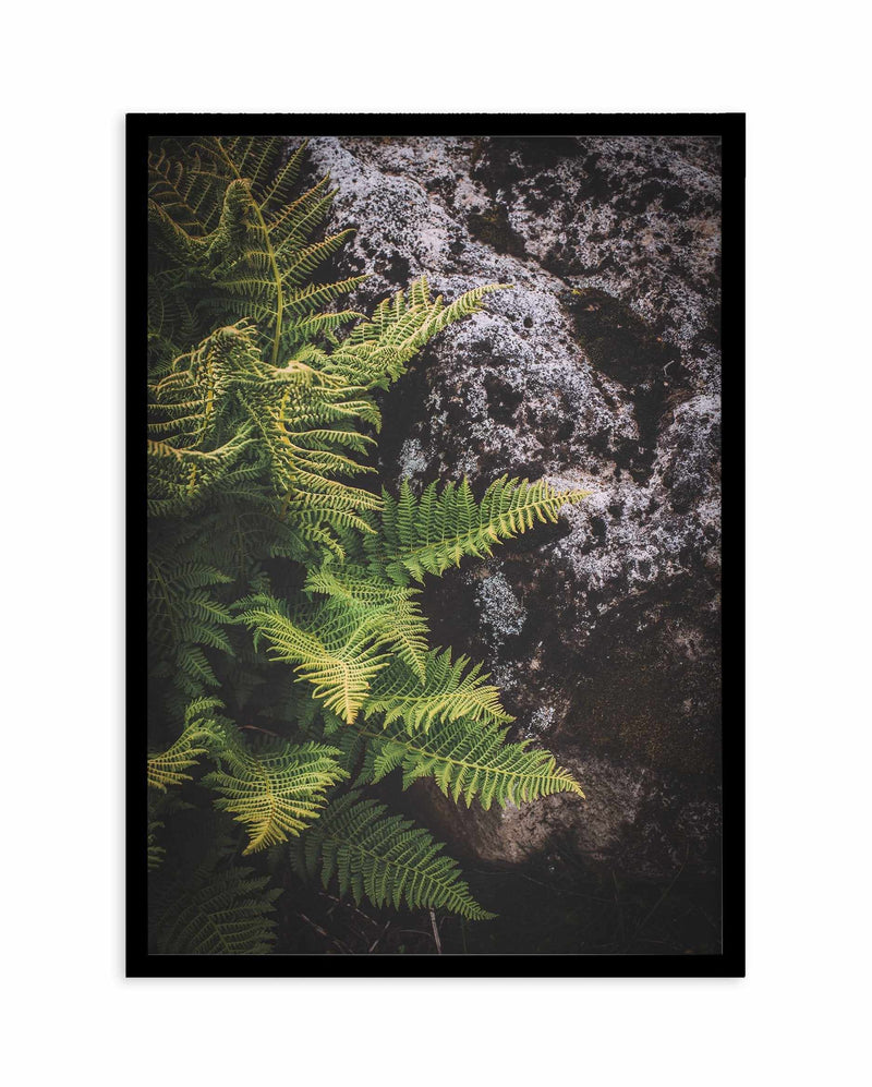 Forest Fern I Art Print-PRINT-Olive et Oriel-Olive et Oriel-A5 | 5.8" x 8.3" | 14.8 x 21cm-Black-With White Border-Buy-Australian-Art-Prints-Online-with-Olive-et-Oriel-Your-Artwork-Specialists-Austrailia-Decorate-With-Coastal-Photo-Wall-Art-Prints-From-Our-Beach-House-Artwork-Collection-Fine-Poster-and-Framed-Artwork