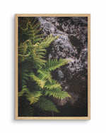 Forest Fern I Art Print-PRINT-Olive et Oriel-Olive et Oriel-A5 | 5.8" x 8.3" | 14.8 x 21cm-Oak-With White Border-Buy-Australian-Art-Prints-Online-with-Olive-et-Oriel-Your-Artwork-Specialists-Austrailia-Decorate-With-Coastal-Photo-Wall-Art-Prints-From-Our-Beach-House-Artwork-Collection-Fine-Poster-and-Framed-Artwork