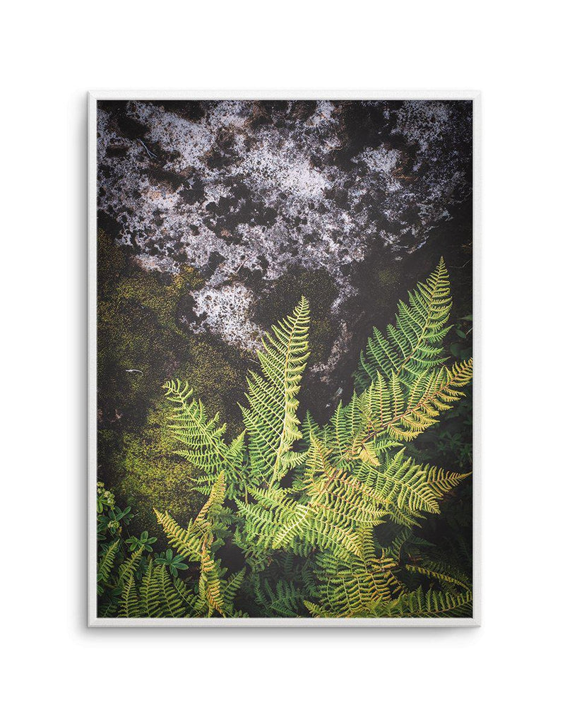 Forest Fern II Art Print-PRINT-Olive et Oriel-Olive et Oriel-A5 | 5.8" x 8.3" | 14.8 x 21cm-Unframed Art Print-With White Border-Buy-Australian-Art-Prints-Online-with-Olive-et-Oriel-Your-Artwork-Specialists-Austrailia-Decorate-With-Coastal-Photo-Wall-Art-Prints-From-Our-Beach-House-Artwork-Collection-Fine-Poster-and-Framed-Artwork