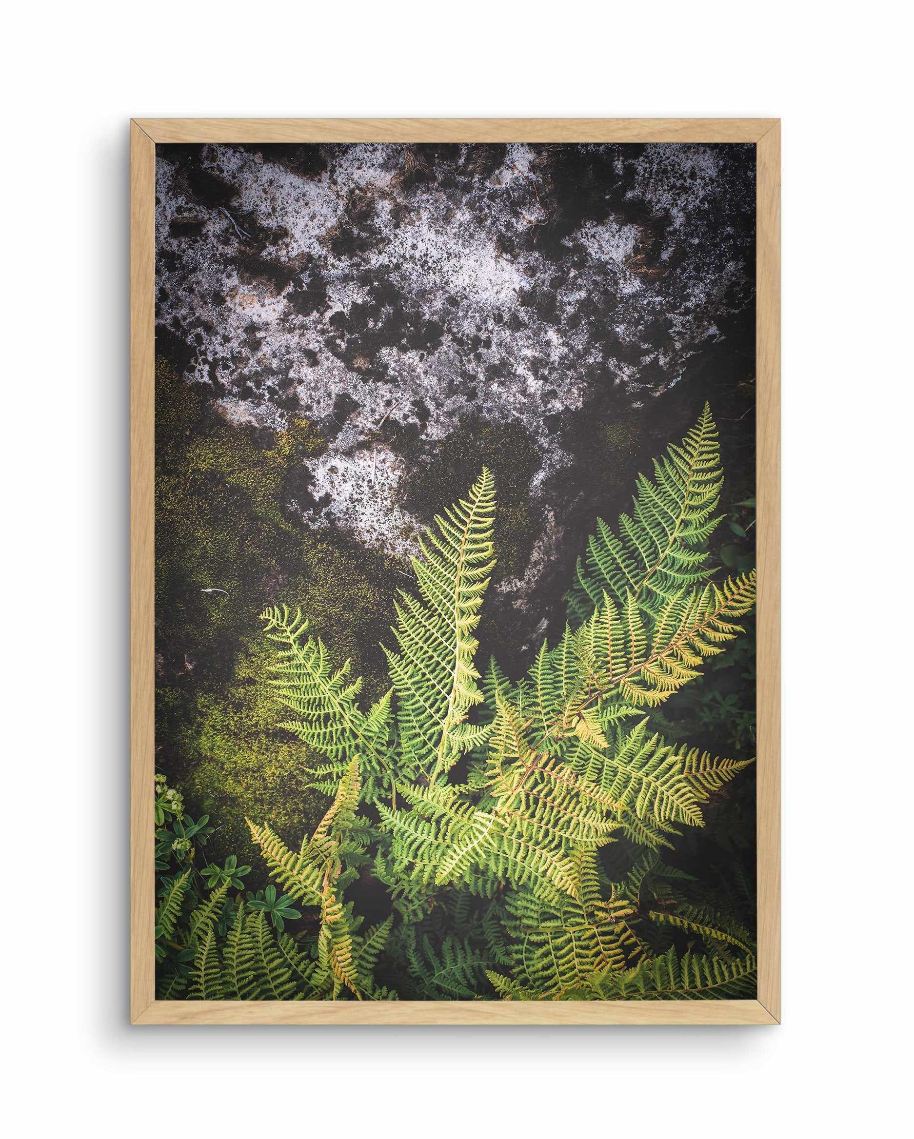 Forest Fern II Art Print-PRINT-Olive et Oriel-Olive et Oriel-Buy-Australian-Art-Prints-Online-with-Olive-et-Oriel-Your-Artwork-Specialists-Austrailia-Decorate-With-Coastal-Photo-Wall-Art-Prints-From-Our-Beach-House-Artwork-Collection-Fine-Poster-and-Framed-Artwork