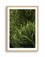 Foret Verte Art Print-PRINT-Olive et Oriel-Olive et Oriel-A4 | 8.3" x 11.7" | 21 x 29.7cm-Oak-With White Border-Buy-Australian-Art-Prints-Online-with-Olive-et-Oriel-Your-Artwork-Specialists-Austrailia-Decorate-With-Coastal-Photo-Wall-Art-Prints-From-Our-Beach-House-Artwork-Collection-Fine-Poster-and-Framed-Artwork