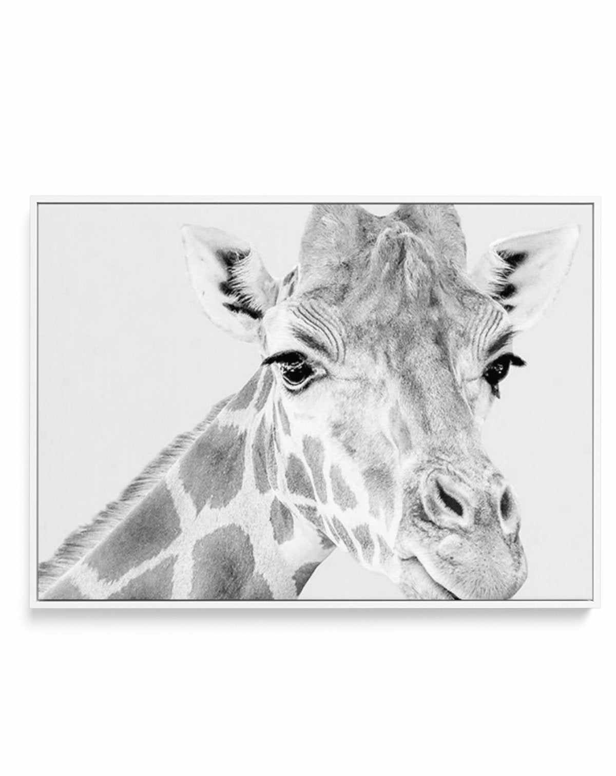 Giraffe B&W | LS | Framed Canvas-CANVAS-You can shop wall art online with Olive et Oriel for everything from abstract art to fun kids wall art. Our beautiful modern art prints and canvas art are available from large canvas prints to wall art paintings and our proudly Australian artwork collection offers only the highest quality framed large wall art and canvas art Australia - You can buy fashion photography prints or Hampton print posters and paintings on canvas from Olive et Oriel and have them