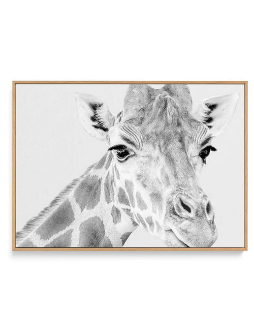 Giraffe B&W | LS | Framed Canvas-CANVAS-You can shop wall art online with Olive et Oriel for everything from abstract art to fun kids wall art. Our beautiful modern art prints and canvas art are available from large canvas prints to wall art paintings and our proudly Australian artwork collection offers only the highest quality framed large wall art and canvas art Australia - You can buy fashion photography prints or Hampton print posters and paintings on canvas from Olive et Oriel and have them