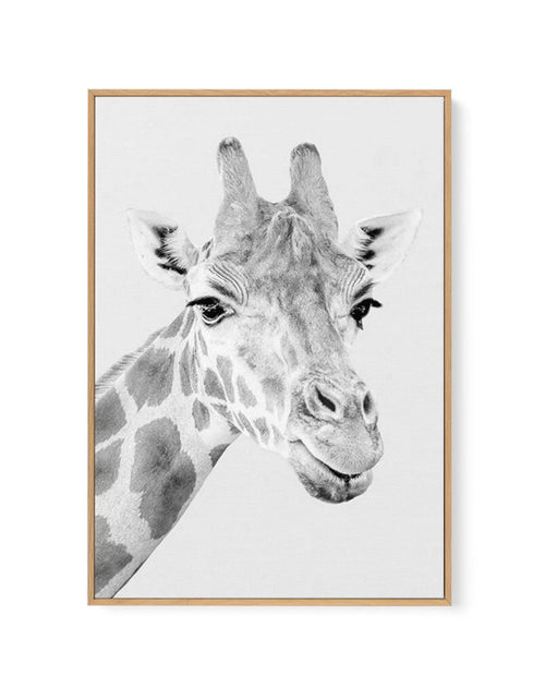 Giraffe B&W | PT | Framed Canvas-CANVAS-You can shop wall art online with Olive et Oriel for everything from abstract art to fun kids wall art. Our beautiful modern art prints and canvas art are available from large canvas prints to wall art paintings and our proudly Australian artwork collection offers only the highest quality framed large wall art and canvas art Australia - You can buy fashion photography prints or Hampton print posters and paintings on canvas from Olive et Oriel and have them