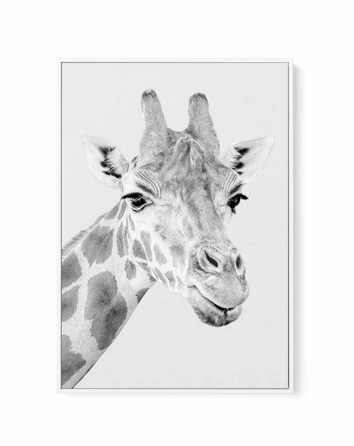 Giraffe B&W | PT | Framed Canvas-CANVAS-You can shop wall art online with Olive et Oriel for everything from abstract art to fun kids wall art. Our beautiful modern art prints and canvas art are available from large canvas prints to wall art paintings and our proudly Australian artwork collection offers only the highest quality framed large wall art and canvas art Australia - You can buy fashion photography prints or Hampton print posters and paintings on canvas from Olive et Oriel and have them