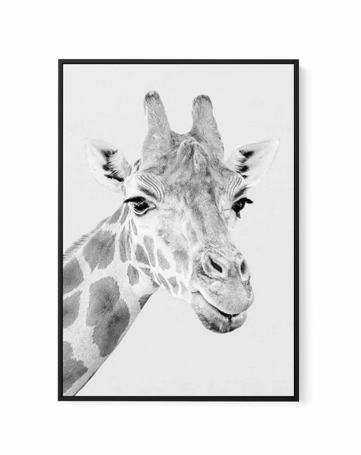 Giraffe B&W | PT | Framed Canvas-CANVAS-You can shop wall art online with Olive et Oriel for everything from abstract art to fun kids wall art. Our beautiful modern art prints and canvas art are available from large canvas prints to wall art paintings and our proudly Australian artwork collection offers only the highest quality framed large wall art and canvas art Australia - You can buy fashion photography prints or Hampton print posters and paintings on canvas from Olive et Oriel and have them