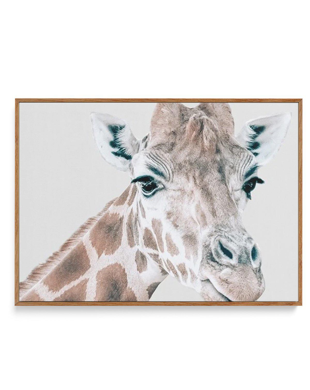 Giraffe | LS | Framed Canvas-CANVAS-You can shop wall art online with Olive et Oriel for everything from abstract art to fun kids wall art. Our beautiful modern art prints and canvas art are available from large canvas prints to wall art paintings and our proudly Australian artwork collection offers only the highest quality framed large wall art and canvas art Australia - You can buy fashion photography prints or Hampton print posters and paintings on canvas from Olive et Oriel and have them del