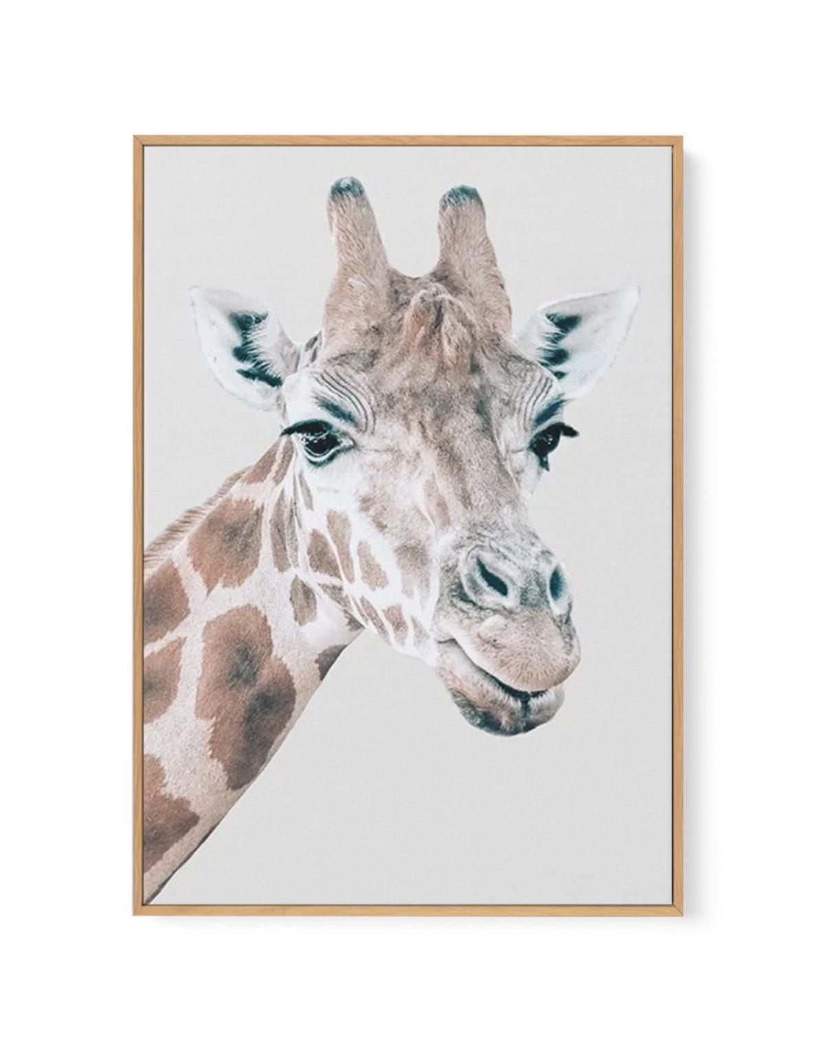 Giraffe | PT | Framed Canvas-CANVAS-You can shop wall art online with Olive et Oriel for everything from abstract art to fun kids wall art. Our beautiful modern art prints and canvas art are available from large canvas prints to wall art paintings and our proudly Australian artwork collection offers only the highest quality framed large wall art and canvas art Australia - You can buy fashion photography prints or Hampton print posters and paintings on canvas from Olive et Oriel and have them del