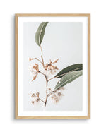 Golden Gum Art Print-PRINT-Olive et Oriel-Olive et Oriel-A4 | 8.3" x 11.7" | 21 x 29.7cm-Oak-With White Border-Buy-Australian-Art-Prints-Online-with-Olive-et-Oriel-Your-Artwork-Specialists-Austrailia-Decorate-With-Coastal-Photo-Wall-Art-Prints-From-Our-Beach-House-Artwork-Collection-Fine-Poster-and-Framed-Artwork