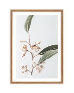 Golden Gum Art Print-PRINT-Olive et Oriel-Olive et Oriel-50x70 cm | 19.6" x 27.5"-Walnut-With White Border-Buy-Australian-Art-Prints-Online-with-Olive-et-Oriel-Your-Artwork-Specialists-Austrailia-Decorate-With-Coastal-Photo-Wall-Art-Prints-From-Our-Beach-House-Artwork-Collection-Fine-Poster-and-Framed-Artwork
