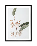 Golden Gum Art Print-PRINT-Olive et Oriel-Olive et Oriel-A4 | 8.3" x 11.7" | 21 x 29.7cm-Black-With White Border-Buy-Australian-Art-Prints-Online-with-Olive-et-Oriel-Your-Artwork-Specialists-Austrailia-Decorate-With-Coastal-Photo-Wall-Art-Prints-From-Our-Beach-House-Artwork-Collection-Fine-Poster-and-Framed-Artwork