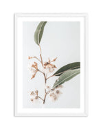 Golden Gum Art Print-PRINT-Olive et Oriel-Olive et Oriel-A4 | 8.3" x 11.7" | 21 x 29.7cm-White-With White Border-Buy-Australian-Art-Prints-Online-with-Olive-et-Oriel-Your-Artwork-Specialists-Austrailia-Decorate-With-Coastal-Photo-Wall-Art-Prints-From-Our-Beach-House-Artwork-Collection-Fine-Poster-and-Framed-Artwork