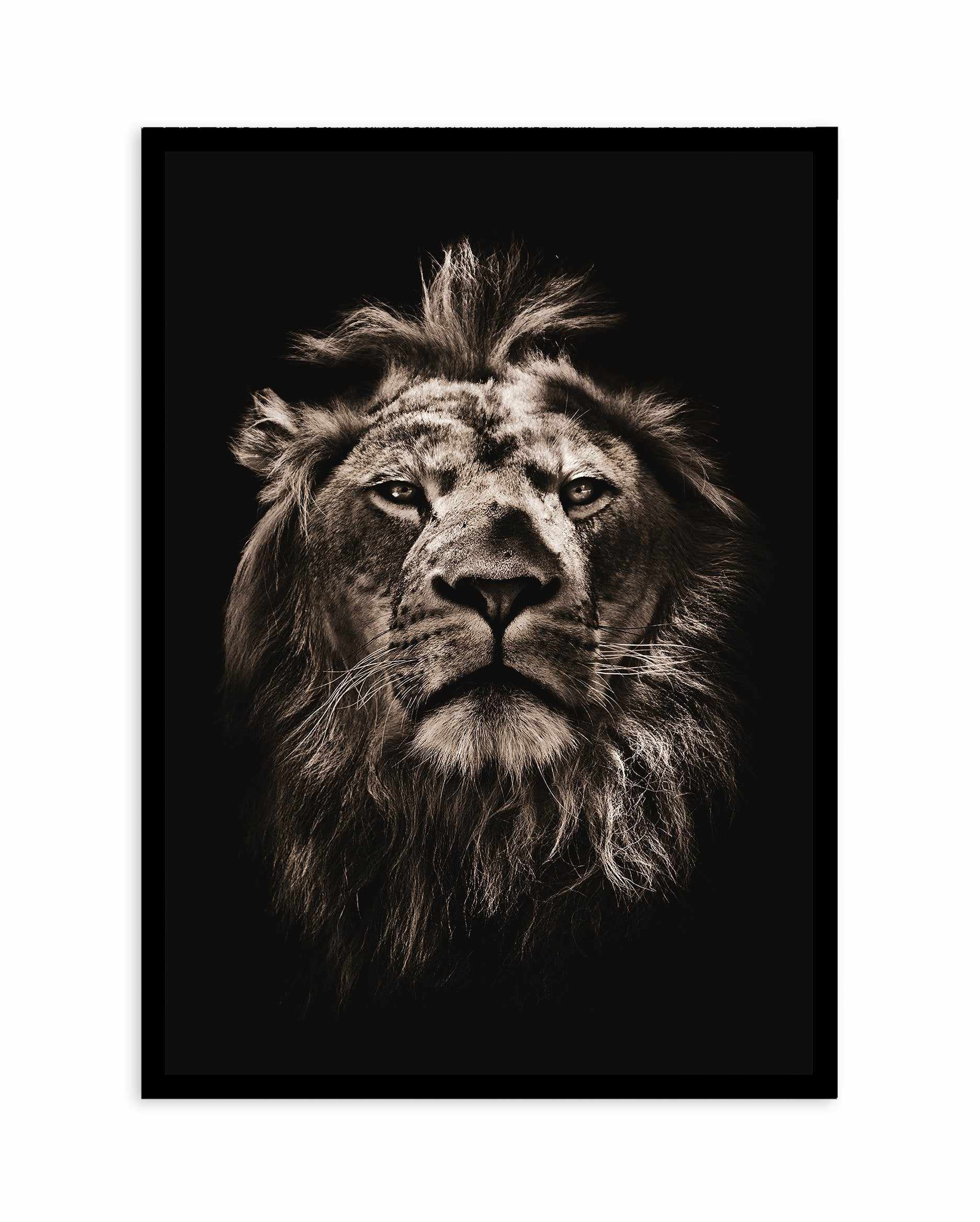 Golden Lion Art Print-PRINT-Olive et Oriel-Olive et Oriel-A5 | 5.8" x 8.3" | 14.8 x 21cm-Black-With White Border-Buy-Australian-Art-Prints-Online-with-Olive-et-Oriel-Your-Artwork-Specialists-Austrailia-Decorate-With-Coastal-Photo-Wall-Art-Prints-From-Our-Beach-House-Artwork-Collection-Fine-Poster-and-Framed-Artwork