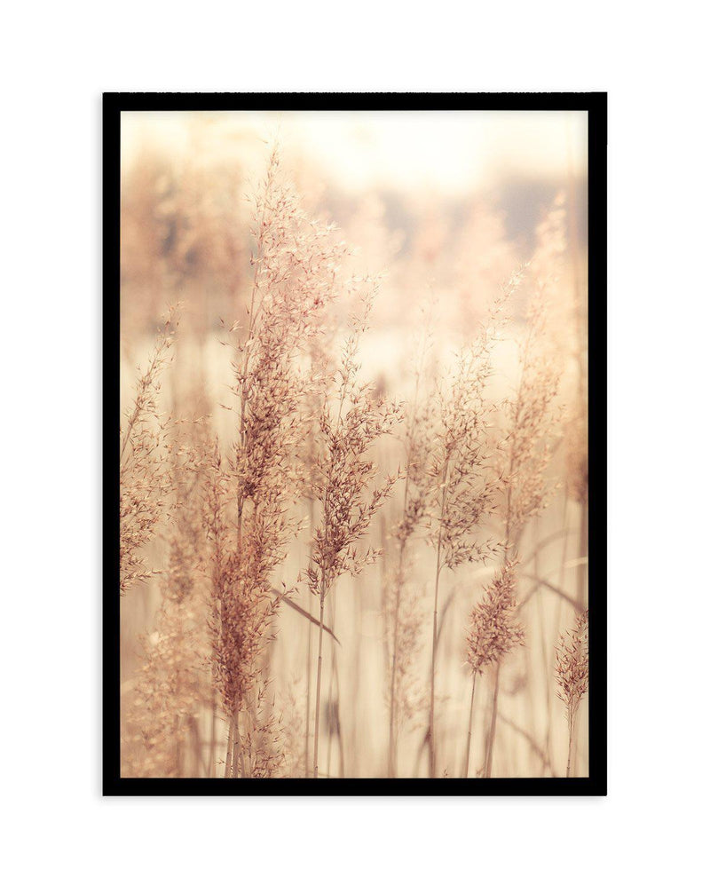 Golden Seagrass Art Print-PRINT-Olive et Oriel-Olive et Oriel-A4 | 8.3" x 11.7" | 21 x 29.7cm-Black-With White Border-Buy-Australian-Art-Prints-Online-with-Olive-et-Oriel-Your-Artwork-Specialists-Austrailia-Decorate-With-Coastal-Photo-Wall-Art-Prints-From-Our-Beach-House-Artwork-Collection-Fine-Poster-and-Framed-Artwork