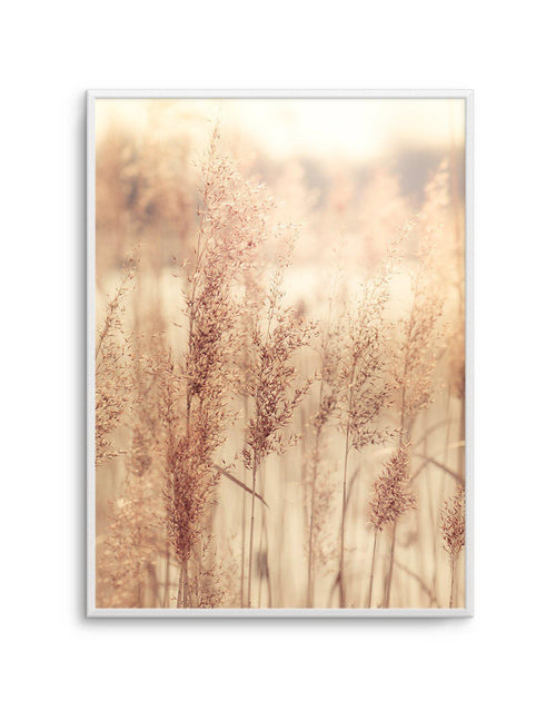 Golden Seagrass Art Print-PRINT-Olive et Oriel-Olive et Oriel-A4 | 8.3" x 11.7" | 21 x 29.7cm-Unframed Art Print-With White Border-Buy-Australian-Art-Prints-Online-with-Olive-et-Oriel-Your-Artwork-Specialists-Austrailia-Decorate-With-Coastal-Photo-Wall-Art-Prints-From-Our-Beach-House-Artwork-Collection-Fine-Poster-and-Framed-Artwork