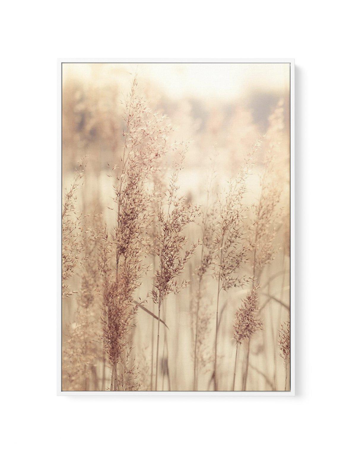 Golden Seagrass | Framed Canvas-CANVAS-You can shop wall art online with Olive et Oriel for everything from abstract art to fun kids wall art. Our beautiful modern art prints and canvas art are available from large canvas prints to wall art paintings and our proudly Australian artwork collection offers only the highest quality framed large wall art and canvas art Australia - You can buy fashion photography prints or Hampton print posters and paintings on canvas from Olive et Oriel and have them 