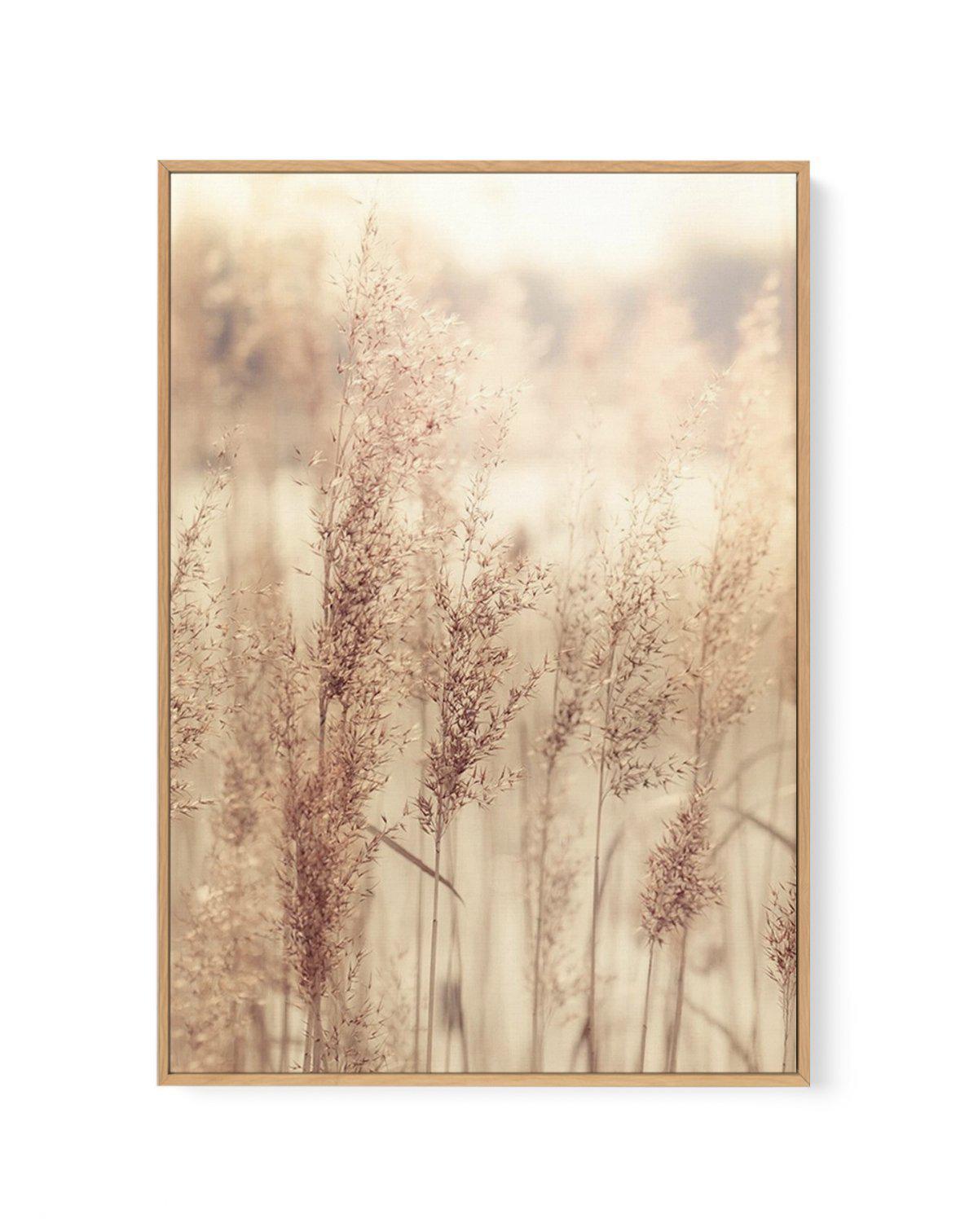 Golden Seagrass | Framed Canvas-CANVAS-You can shop wall art online with Olive et Oriel for everything from abstract art to fun kids wall art. Our beautiful modern art prints and canvas art are available from large canvas prints to wall art paintings and our proudly Australian artwork collection offers only the highest quality framed large wall art and canvas art Australia - You can buy fashion photography prints or Hampton print posters and paintings on canvas from Olive et Oriel and have them 