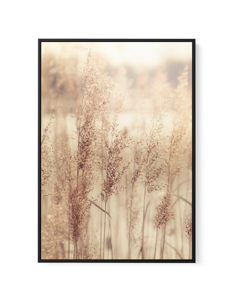 Golden Seagrass | Framed Canvas-CANVAS-You can shop wall art online with Olive et Oriel for everything from abstract art to fun kids wall art. Our beautiful modern art prints and canvas art are available from large canvas prints to wall art paintings and our proudly Australian artwork collection offers only the highest quality framed large wall art and canvas art Australia - You can buy fashion photography prints or Hampton print posters and paintings on canvas from Olive et Oriel and have them 