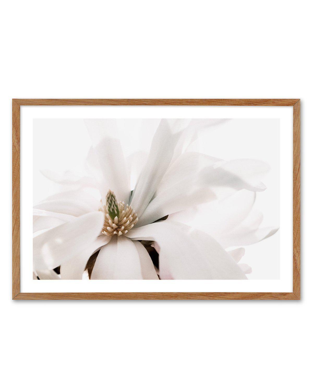 Grace Magnolia Art Print-PRINT-Olive et Oriel-Olive et Oriel-Buy-Australian-Art-Prints-Online-with-Olive-et-Oriel-Your-Artwork-Specialists-Austrailia-Decorate-With-Coastal-Photo-Wall-Art-Prints-From-Our-Beach-House-Artwork-Collection-Fine-Poster-and-Framed-Artwork