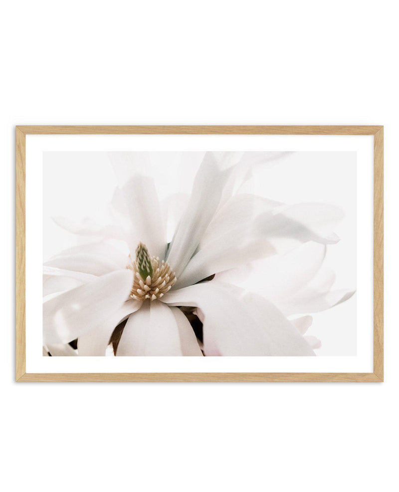 Grace Magnolia Art Print-PRINT-Olive et Oriel-Olive et Oriel-A5 | 5.8" x 8.3" | 14.8 x 21cm-Oak-With White Border-Buy-Australian-Art-Prints-Online-with-Olive-et-Oriel-Your-Artwork-Specialists-Austrailia-Decorate-With-Coastal-Photo-Wall-Art-Prints-From-Our-Beach-House-Artwork-Collection-Fine-Poster-and-Framed-Artwork