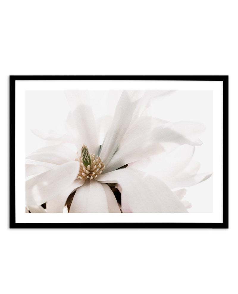 Grace Magnolia Art Print-PRINT-Olive et Oriel-Olive et Oriel-A5 | 5.8" x 8.3" | 14.8 x 21cm-Black-With White Border-Buy-Australian-Art-Prints-Online-with-Olive-et-Oriel-Your-Artwork-Specialists-Austrailia-Decorate-With-Coastal-Photo-Wall-Art-Prints-From-Our-Beach-House-Artwork-Collection-Fine-Poster-and-Framed-Artwork